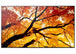 Sharp M-Series 55 inch Display